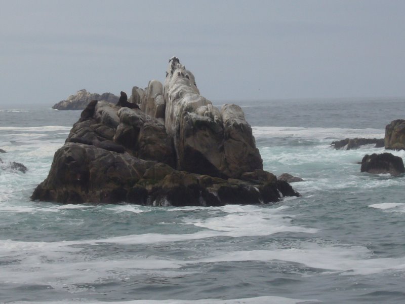 Sea lion colony